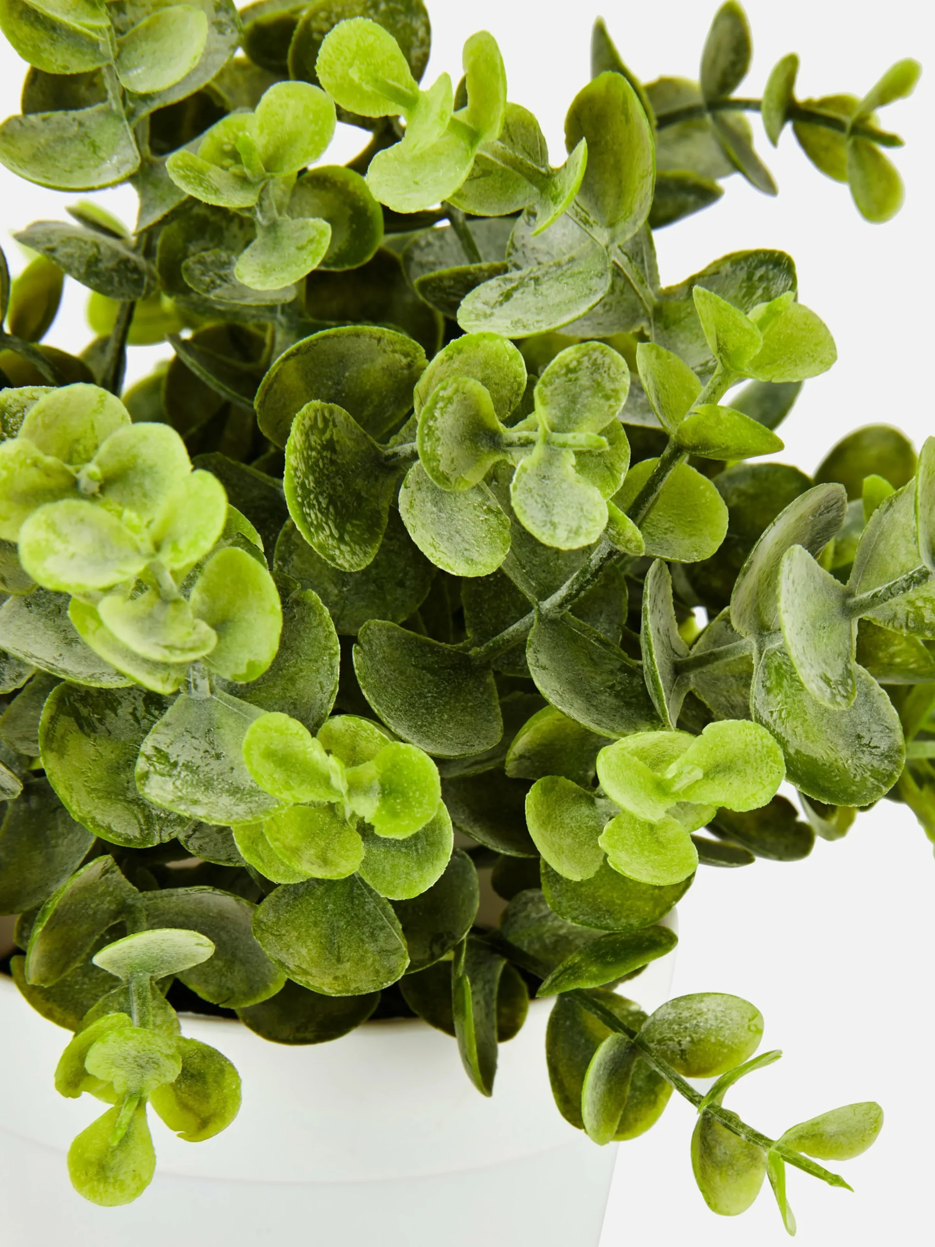 Primark Plantes Et Fleurs Artificielles|Petit Eucalyptus Artificiel